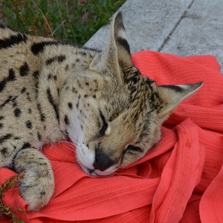 close up showing the head and front paw or serval taking a nap on some red fabric