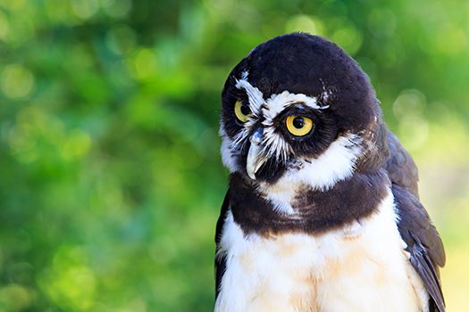 spectacled owl