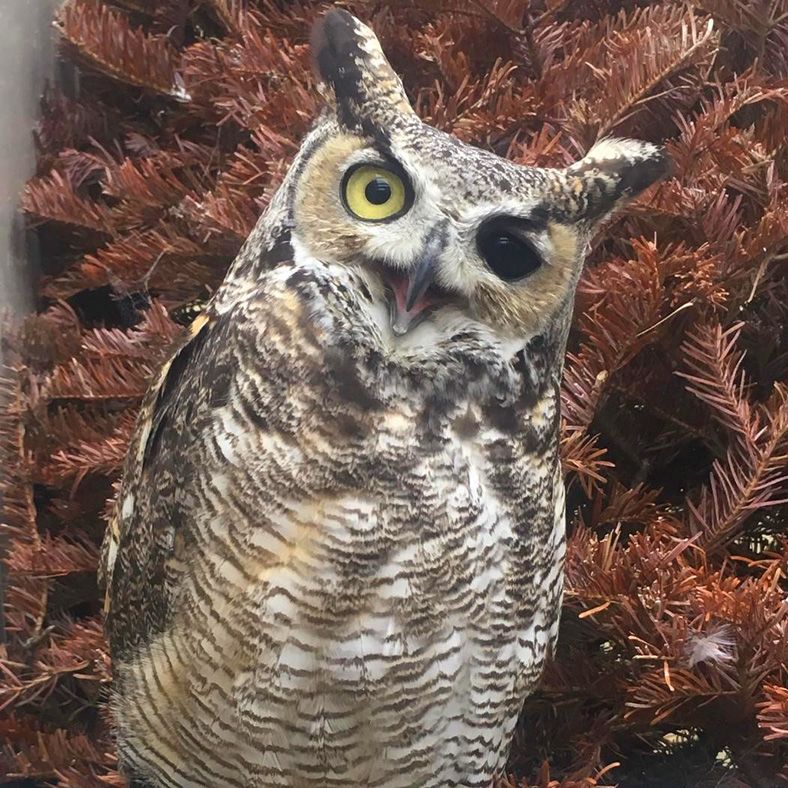 Spectacled owl sitting in a tree with yellow leaves. Arabella is dark brown with white markings on her face, neck, and chest.