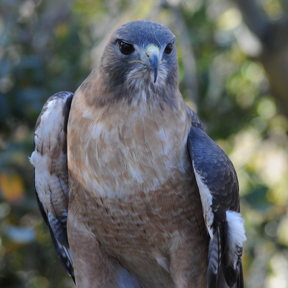 red-tailed hawk with rust-colored breast and dark gray wings