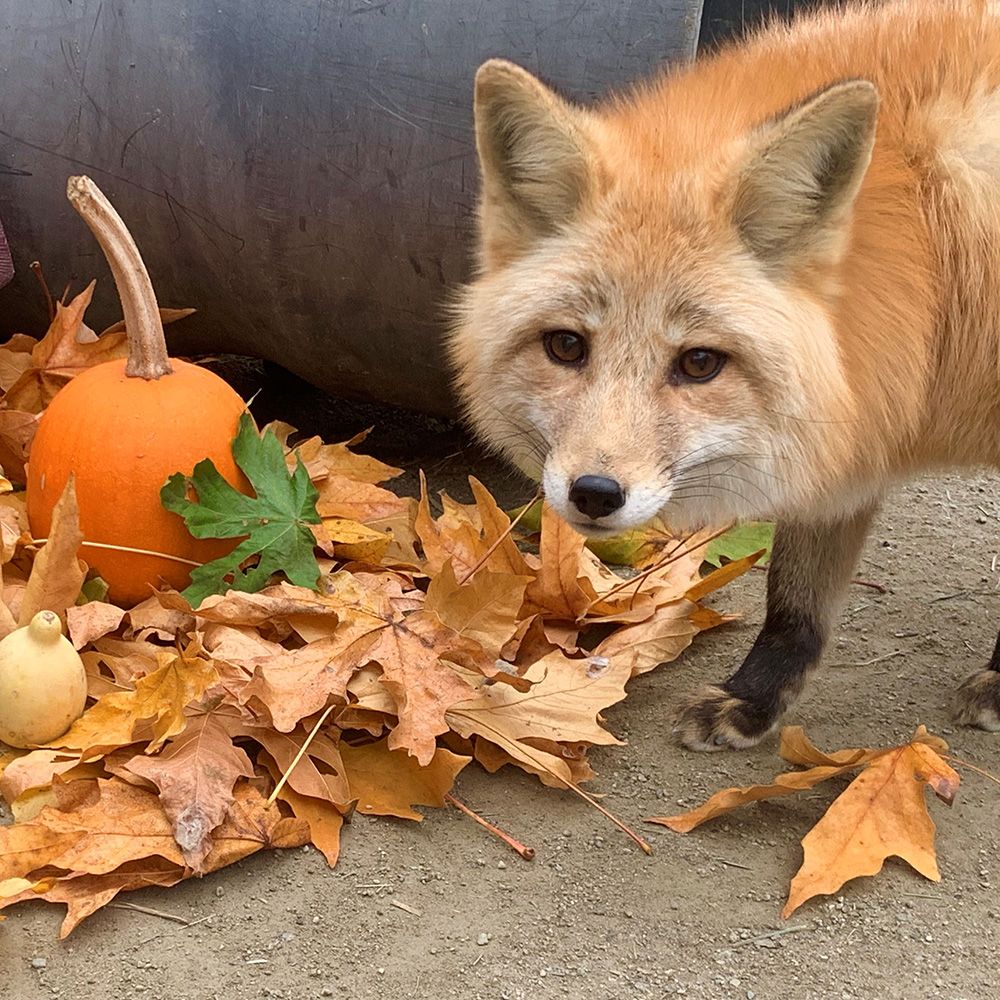 Red for standing in front of dried fall leaves and a bright orange pumpkin