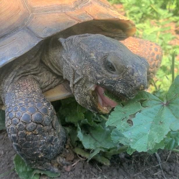 close up of tortoise munching on some green leaves