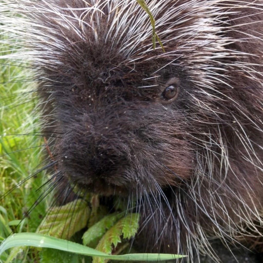 close up of porcupine eating some greens