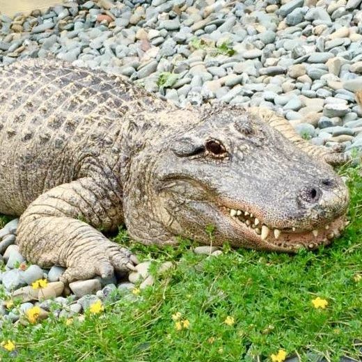 alligator with mouth slightly ajar, laying on green grass and smooth stones