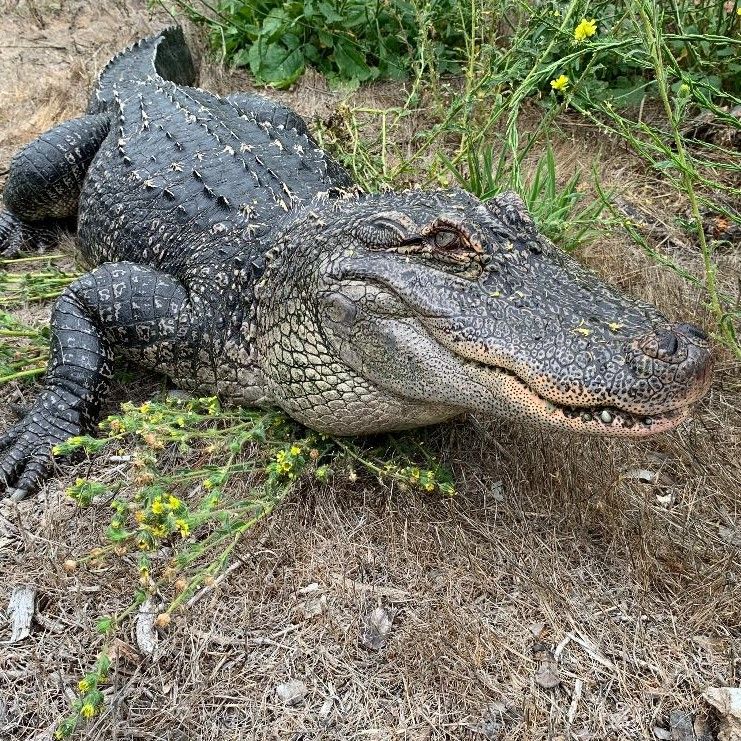 alligator in the grass