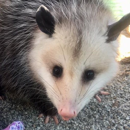 possum close up