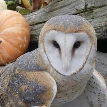 close up of head and shoulders of pale tan barn owl