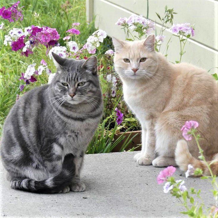 Gray tabby and buff tabby cat sitting on the step