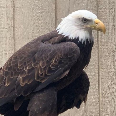 bald eagle in front of a beige wall