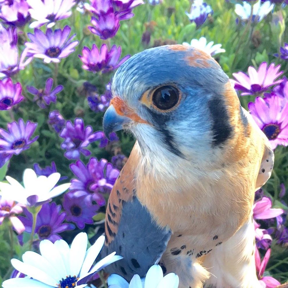 tiny rust-and-gray kestrel sitting in grass and purple daisy-like flowers