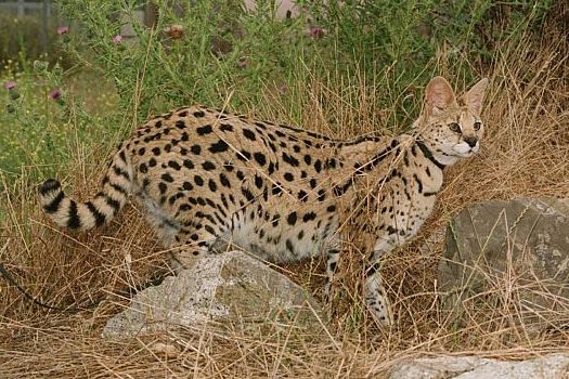 serval in tall dry grass