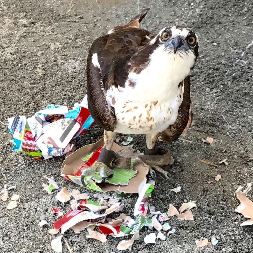 Osprey sitting amid shredded cardboard packaging