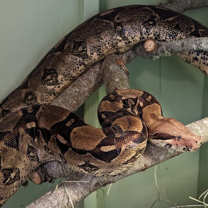 Boa constrictor (snake) resting on branches in a sage-colored enclosure