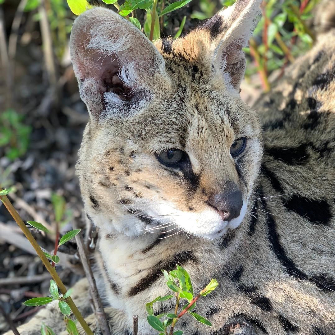 close up of head and shoulders of serval lying in grass