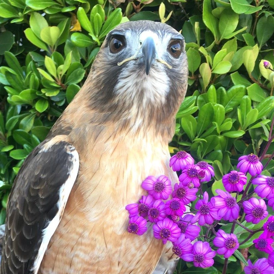 photo of upper half of red-tailed hawk with light-rust breast and dark wings against greenery and with some purple flowers