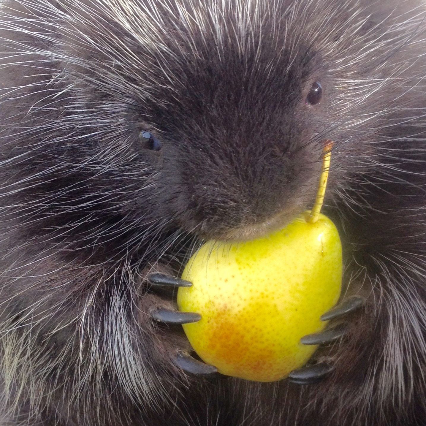 close up of porcupine clutching a pear