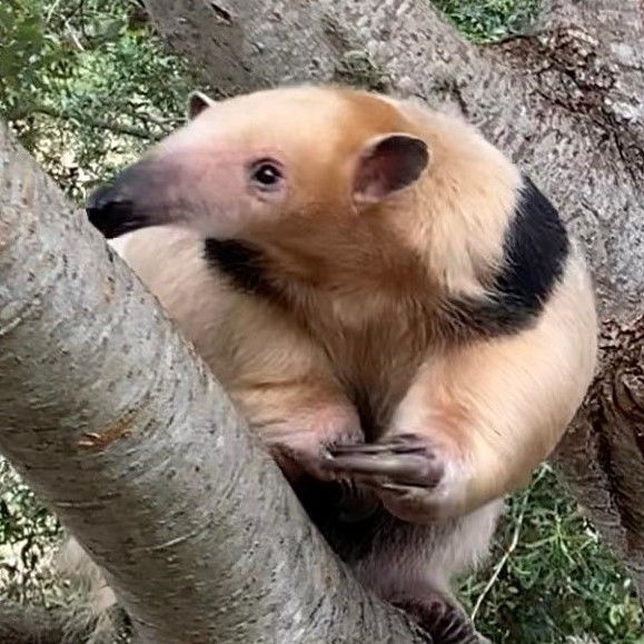 buff-colored tamandua with black strip and long claws perched in tree