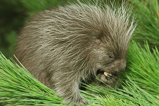 porcupine in green pine needles