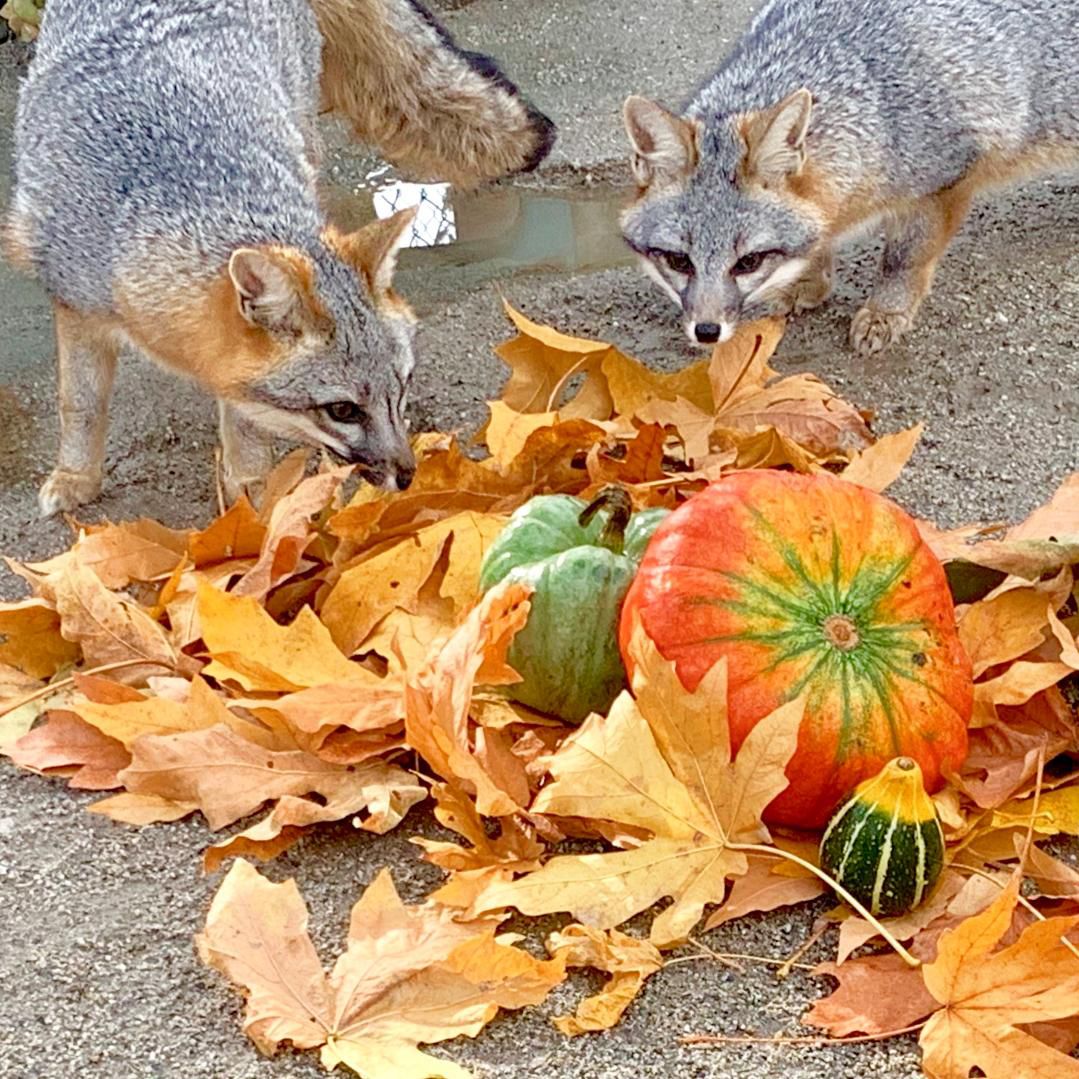 two gray foxes inspecting their fall treats of dried maples leaves and pumpkins and gourds