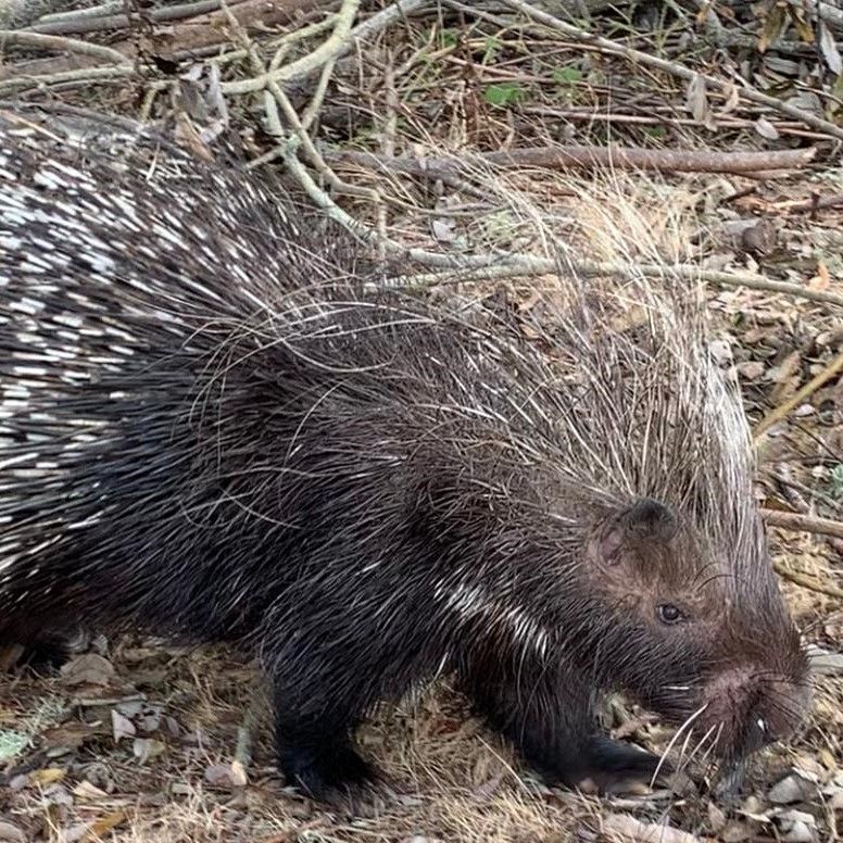 porcupine