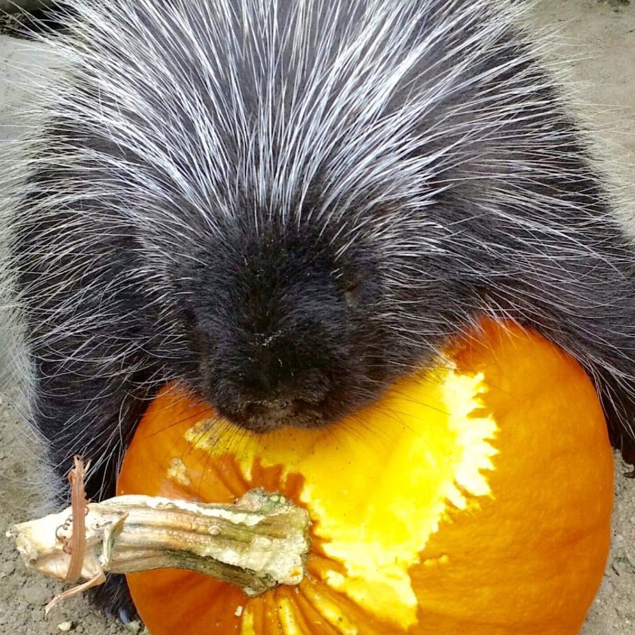 porcupine gnawing on a pumpkin, eyes closed in bliss