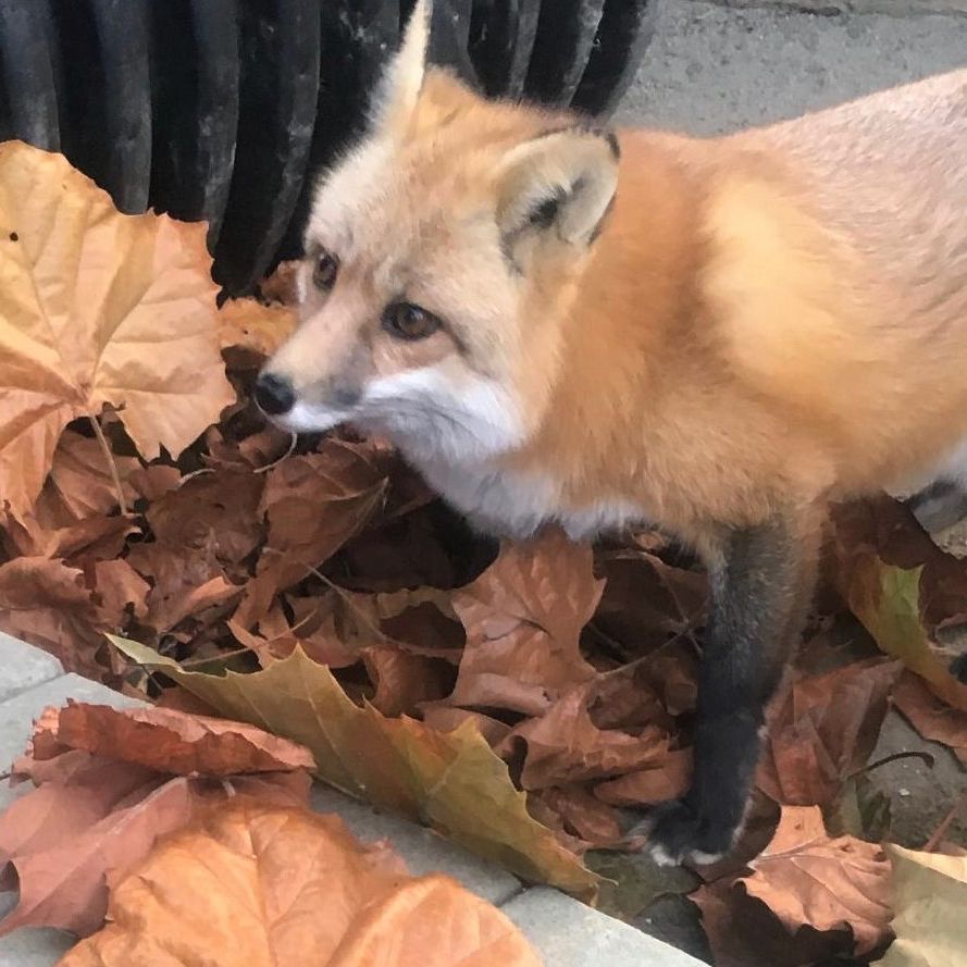 Red fox standing next to Autumn leaves