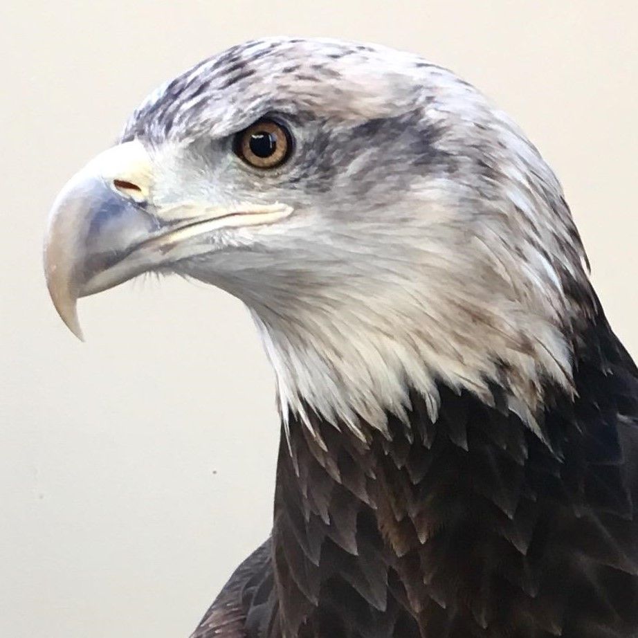 close up of bald eagle head