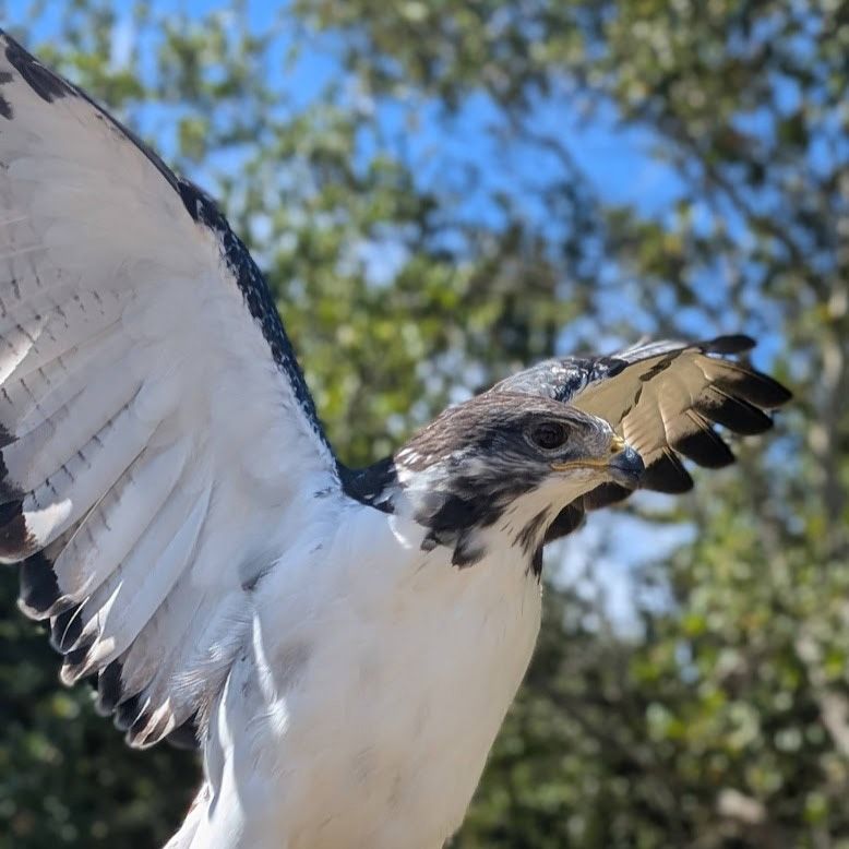 hawk-like augur buzzard with white chest and dark head. wings are outstretched. underside of wings is also white.