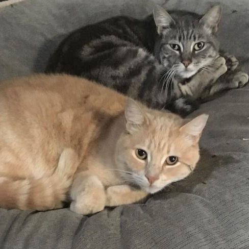 tawny tabby and gray tabby cats lay curled up together on a gray cushion