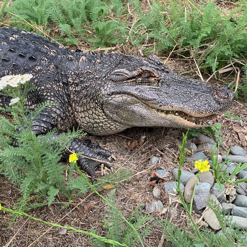 large alligator in the grass